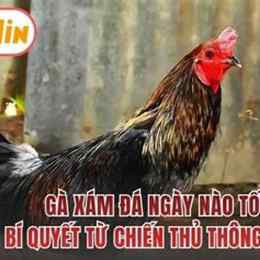 gà xám vàng đá ngày nào tốt nhất