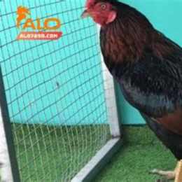 gà xanh mồng trích của anh cọp đá