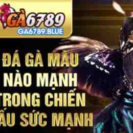 ga6789 đá gà c2