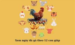 giao diện app bị kíp xem ngày gà đá