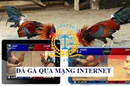 giao diện app bí quyết đá gà mạng