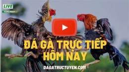 giao diện app binh luan da ga truc tiep
