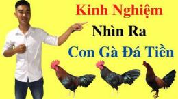 giao diện app cách chọn gà đá cựa hay