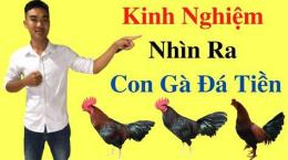 giao diện app cách chọn gà đá cựa