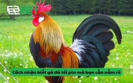 giao diện app cách nuôi gà đá cựa sắt tới pin