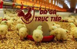 giao diện app cách nuôi gà đá thomo