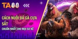 giao diện app cách nuôi gà đá tốt nhất