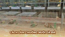 giao diện app cách nuôi gà tre đá tiền