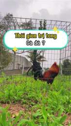 giao diện app cách trị tang gà đá