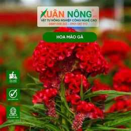 giao diện app cây mào gà chữa vàng da