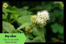 giao diện app cây ruột gà chữa dạ dày