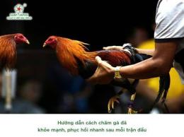 giao diện app chăm sóc gà chọi sau khi đá về