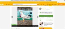 giao diện app chợ tốt gà đá an giang đẳng cấp