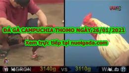 giao diện app clip đá gà 9 cựa