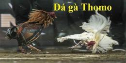 giao diện app coi đá gà mang thomo