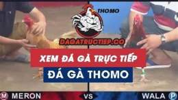 giao diện app coi da ga truc tiep c3