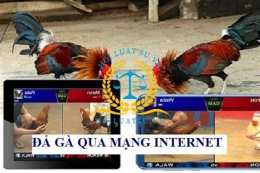 giao diện app coi gà đá trên mạng
