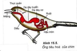 giao diện app dạ dày cơ ở gà có chức năng gì