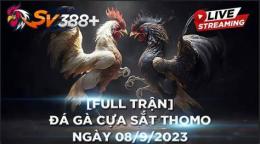 giao diện app đá gà 27/6 trận 36