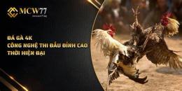 giao diện app đá gà 4k com