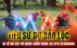 giao diện app đá gà 67 bao sting