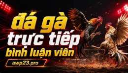 giao diện app đá gà 67 bình luận viên