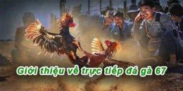 giao diện app đá gà 67 trực tiếp đá gà 67