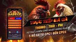 giao diện app đá gà 88 com trực tiếp