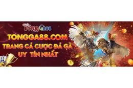 giao diện app đá gà 88 được xếp hạng cao nhất