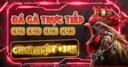 giao diện app đá gà 888 hôm nay