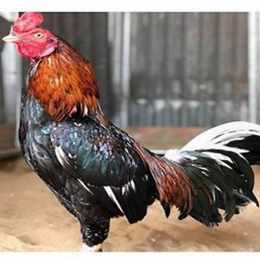 giong ga da hay nhat hien nay