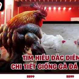 giống gà đá hay