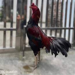 hội gà đá