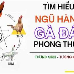 hôm nay đá gà hợp màu gì