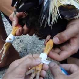 hướng dẫn băng cựa gà đá