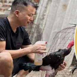 huong dan nuoi ga da cua sat