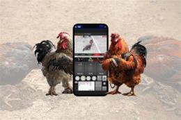hướng dẫn sử dụng app đá gà 88