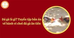 hướng dẫn sử dụng bản án về tội đá gà