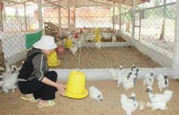 hướng dẫn sử dụng bán gà mã đà