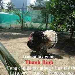 hướng dẫn sử dụng bán gà tây giống tại đà nẵng