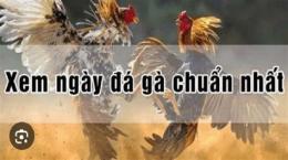 hướng dẫn sử dụng bật mí ngày đá gà