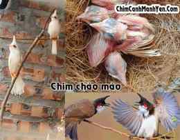 hướng dẫn sử dụng bẫy chim mà rắn về gần chim không dám hót