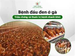 hướng dẫn sử dụng bệnh vàng da ở gà