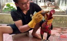 hướng dẫn sử dụng bôi nghệ cho gà đá