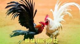 hướng dẫn sử dụng c2 đá gà trực tiếp c2