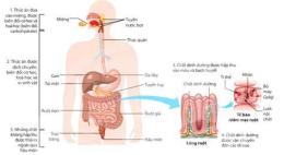 hướng dẫn sử dụng các hình thức tiêu hóa trong dạ dày cơ của gà