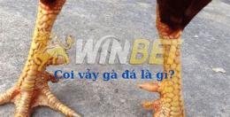 hướng dẫn sử dụng các loại vảy gà đá