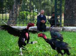 hướng dẫn sử dụng các thế đá gà chọi
