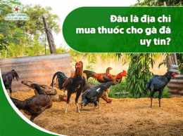 hướng dẫn sử dụng các trang đá gà uy tín