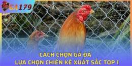 hướng dẫn sử dụng cach chon ga da hay